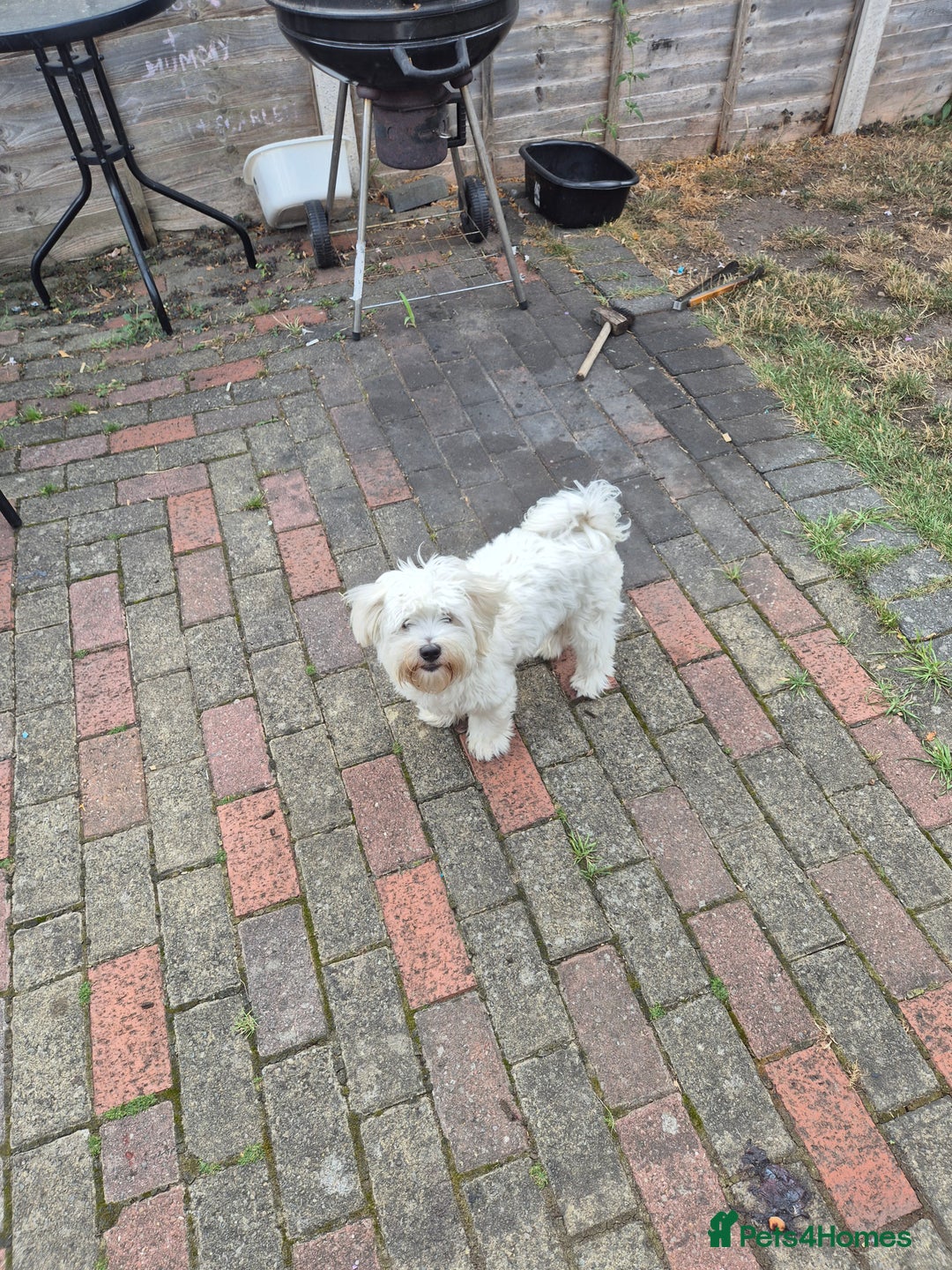 Bichon Frise dogs for sale: Bichon frise  boy - Image 9