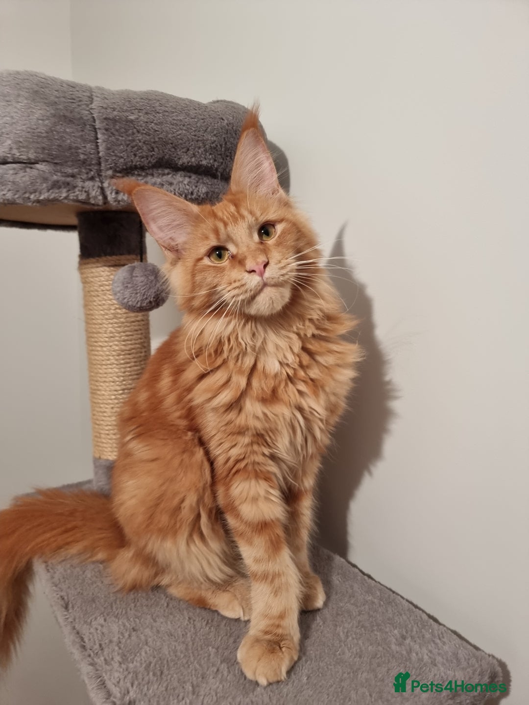 Maine Coon cats for sale: 6 TICA-Registered Maine Coon Kittens Available - Image 22