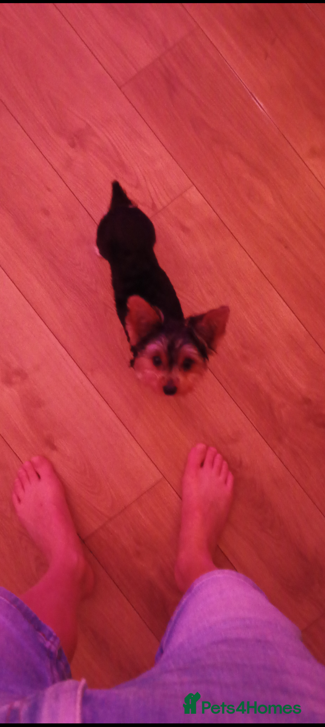 Yorkshire Terrier dogs for sale: Miniature Yorkshire terriers. Champion bloodline. - Image 6