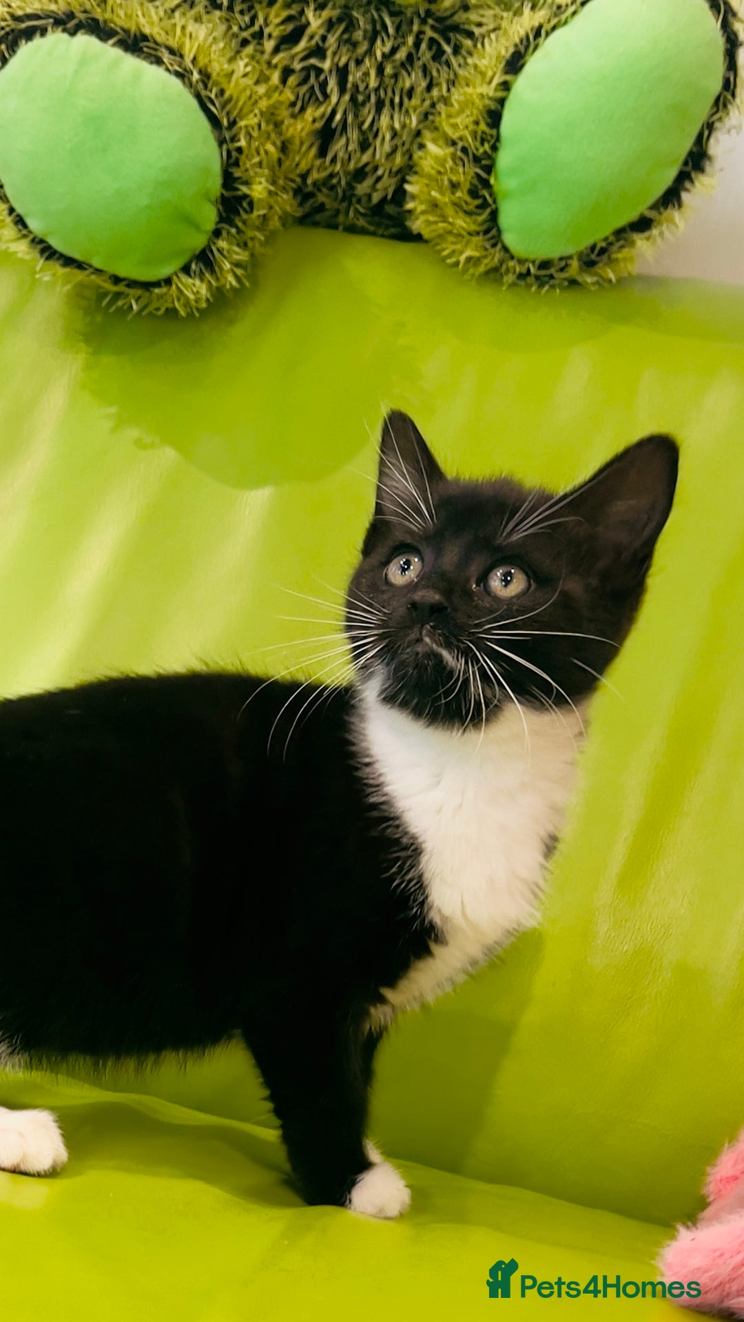 Mixed Breed cats for sale: Wonderful ,healthy clever village Kittens for sale - Advert 14