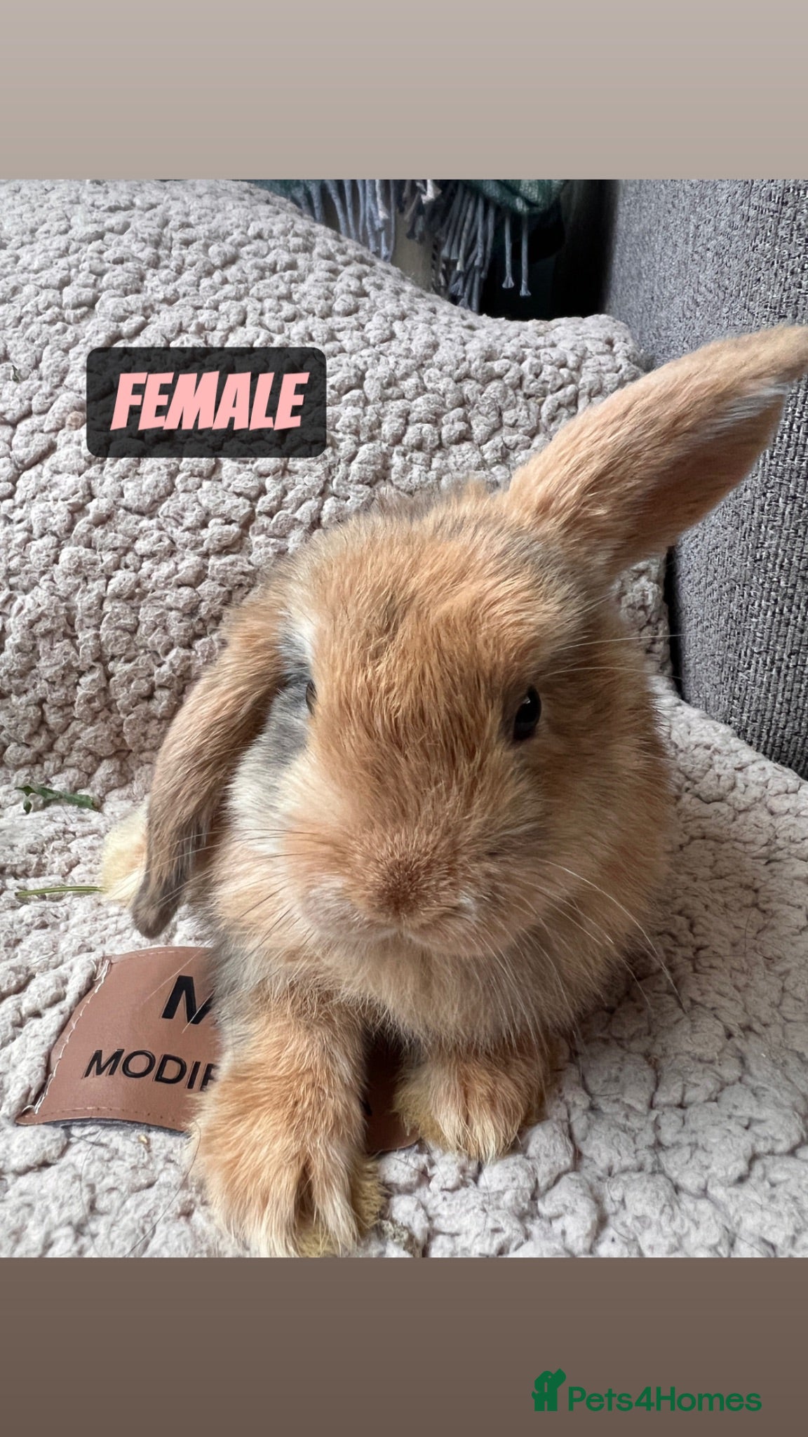 Mini Lop rabbits 6 MIXED GENDER BEAUTIFUL MINI LOP BUNNYS FOR SALE - Advert 1