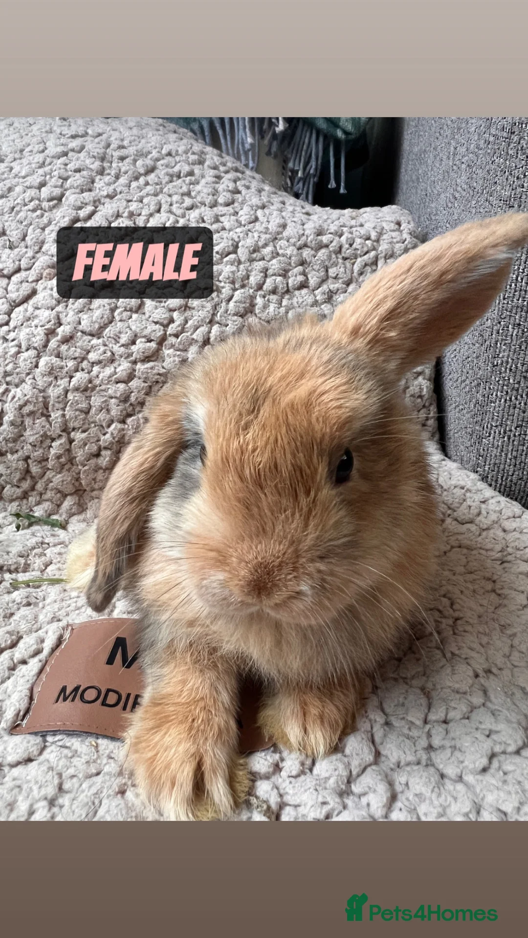 Mini Lop rabbits for sale: 6 MIXED GENDER BEAUTIFUL MINI LOP BUNNYS FOR SALE - Advert 1