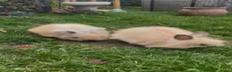 Angora rabbits for sale: Beautiful full face angoras  - Advert 2