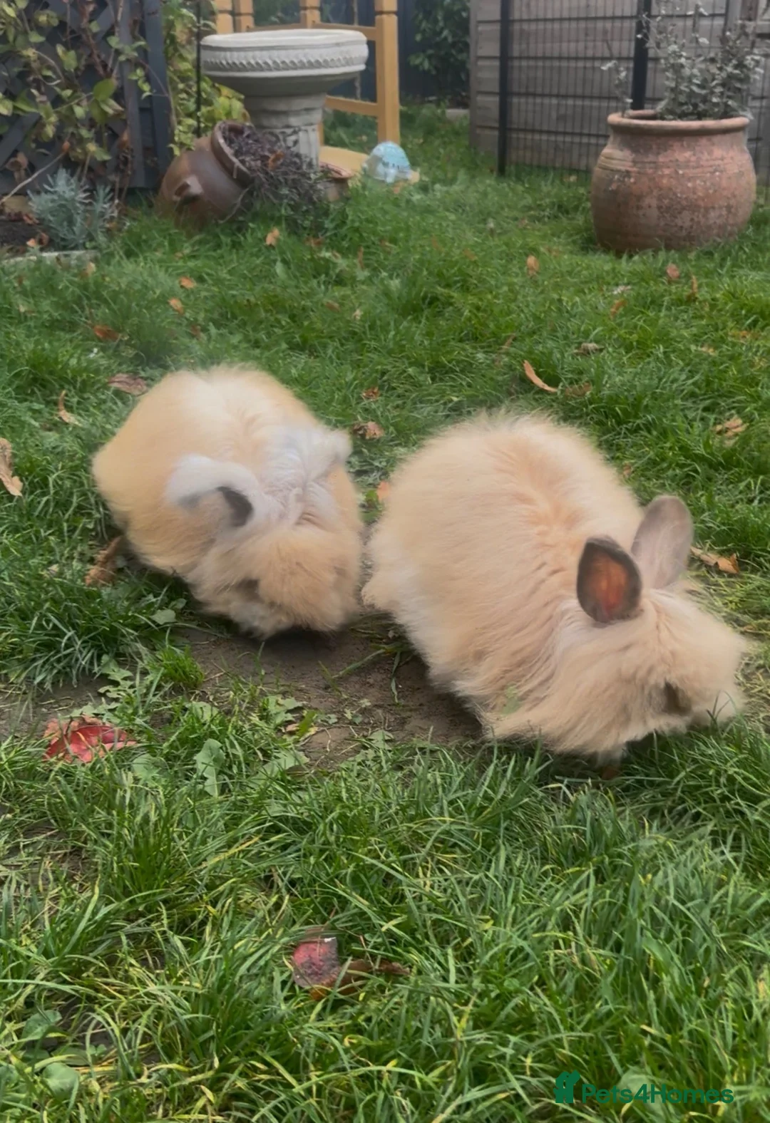 Angora rabbits for sale: Beautiful full face angoras  - Advert 2