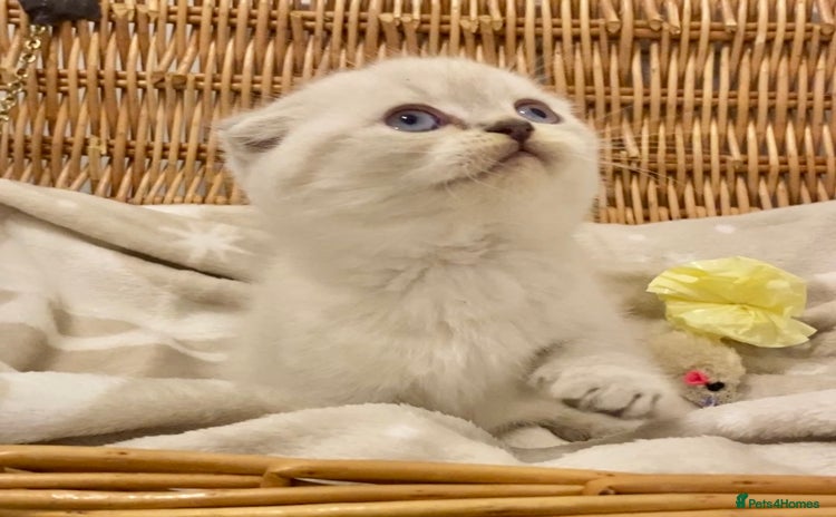 British Shorthair cats 🧸EXCEPTIONAL QUALITY PURE BREED BSH TEDDY BEARS🧸 - Advert 5