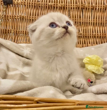British Shorthair cats 🧸EXCEPTIONAL QUALITY PURE BREED BSH TEDDY BEARS🧸 - Advert 5