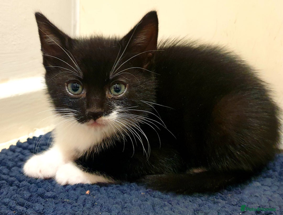 Mixed Breed cats for sale: 5 Gorgeous & Playful Kittens - Image 21