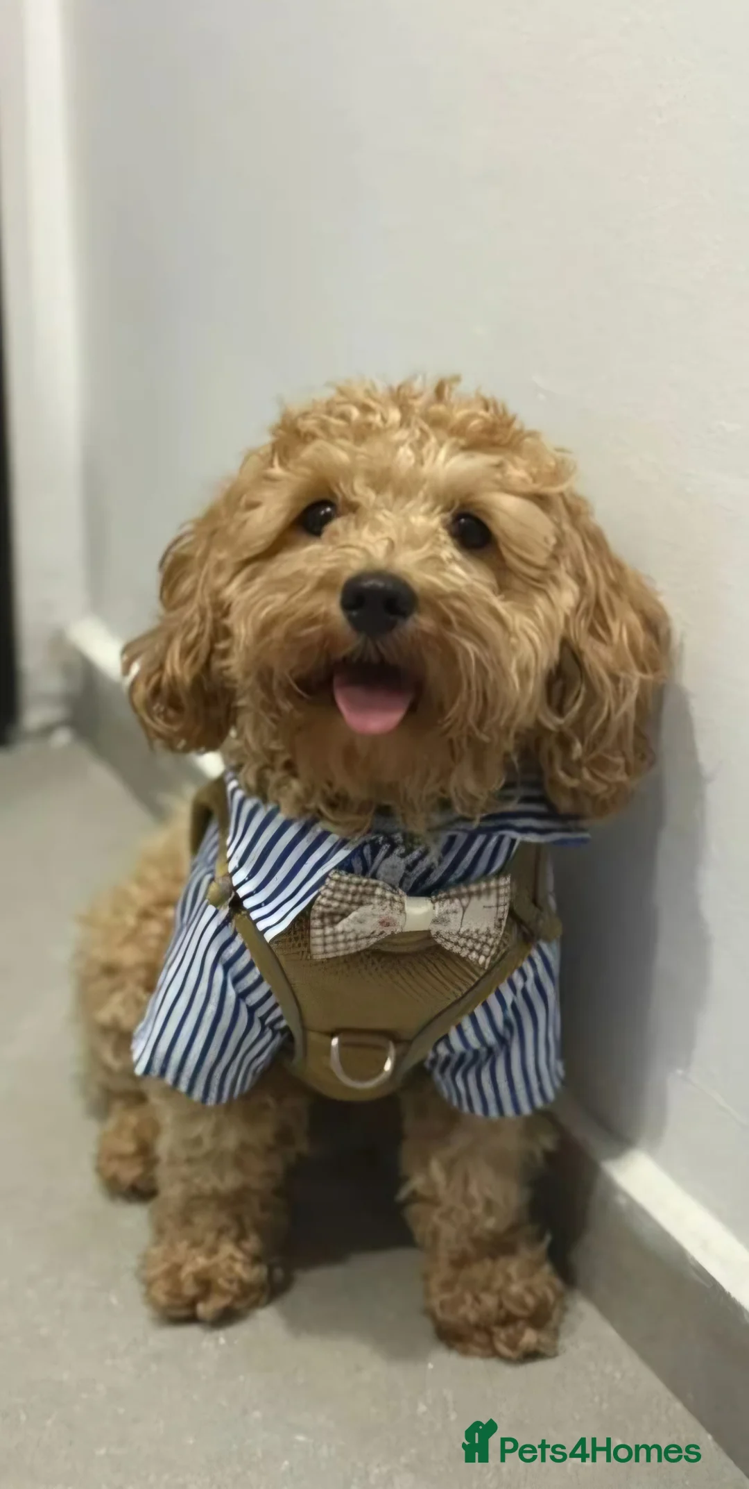 Maltipoo dogs for sale: Maltipoo Puppies – Ready for Loving Homes July 🐾 - Advert 2