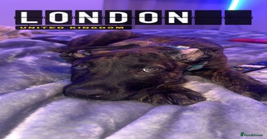 Mixed Breed dogs - Advert 9