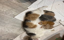 Mixed Breed cats for sale: Beautiful kittens - Image 8