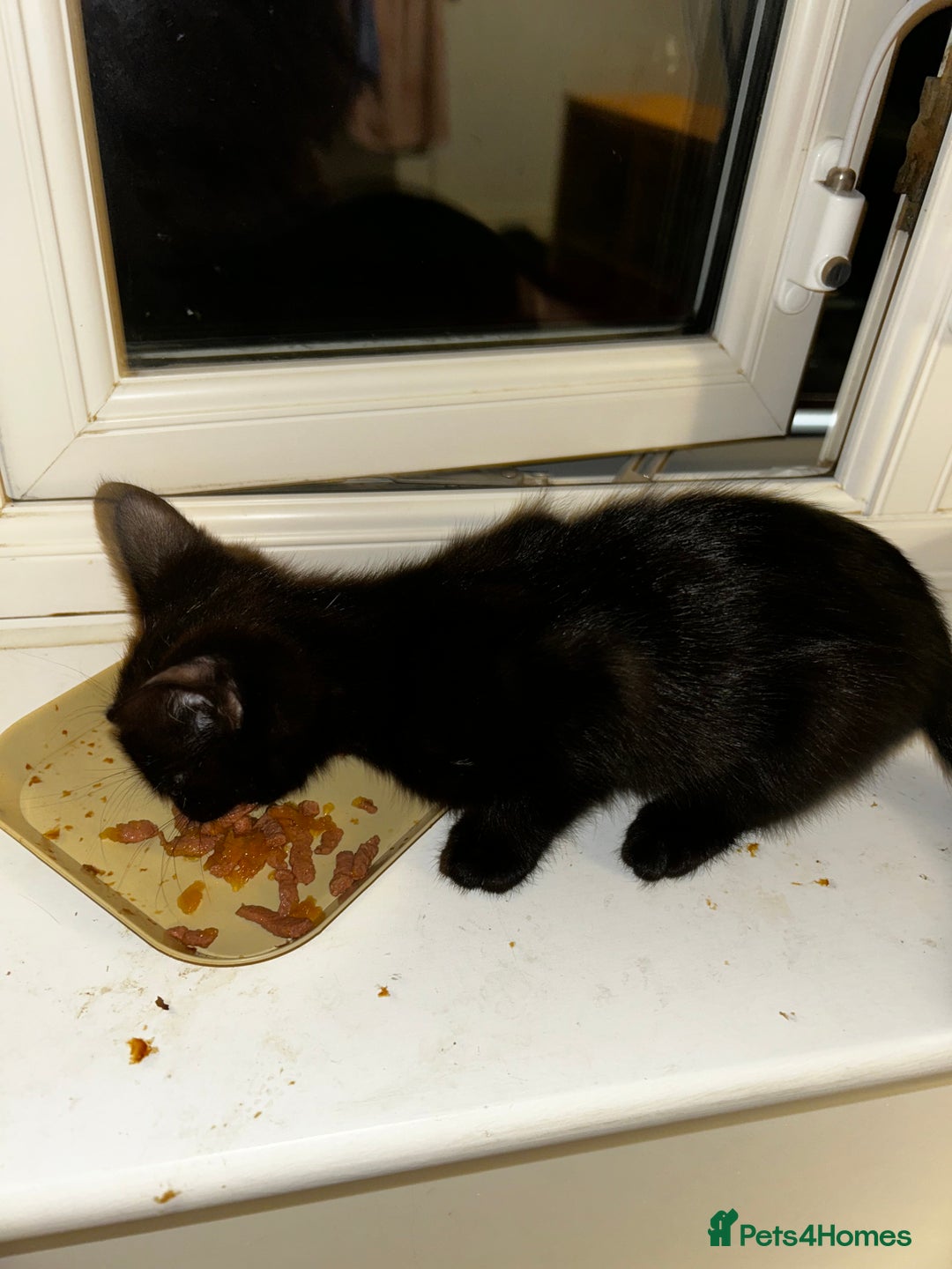 British Shorthair cats for sale: Mother of 2 Kittens Available to buy - Advert 18