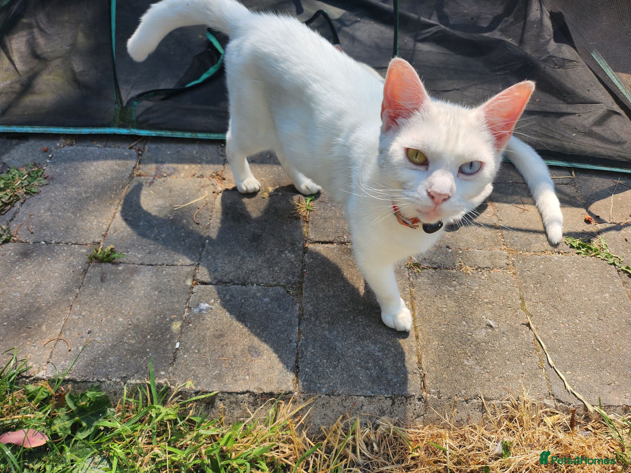 Mixed Breed cats Beautiful sisters are looking for a loving family  - Advert 2