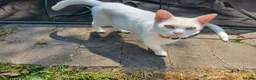 Mixed Breed cats for sale: Beautiful sisters are looking for a loving family  - Advert 1