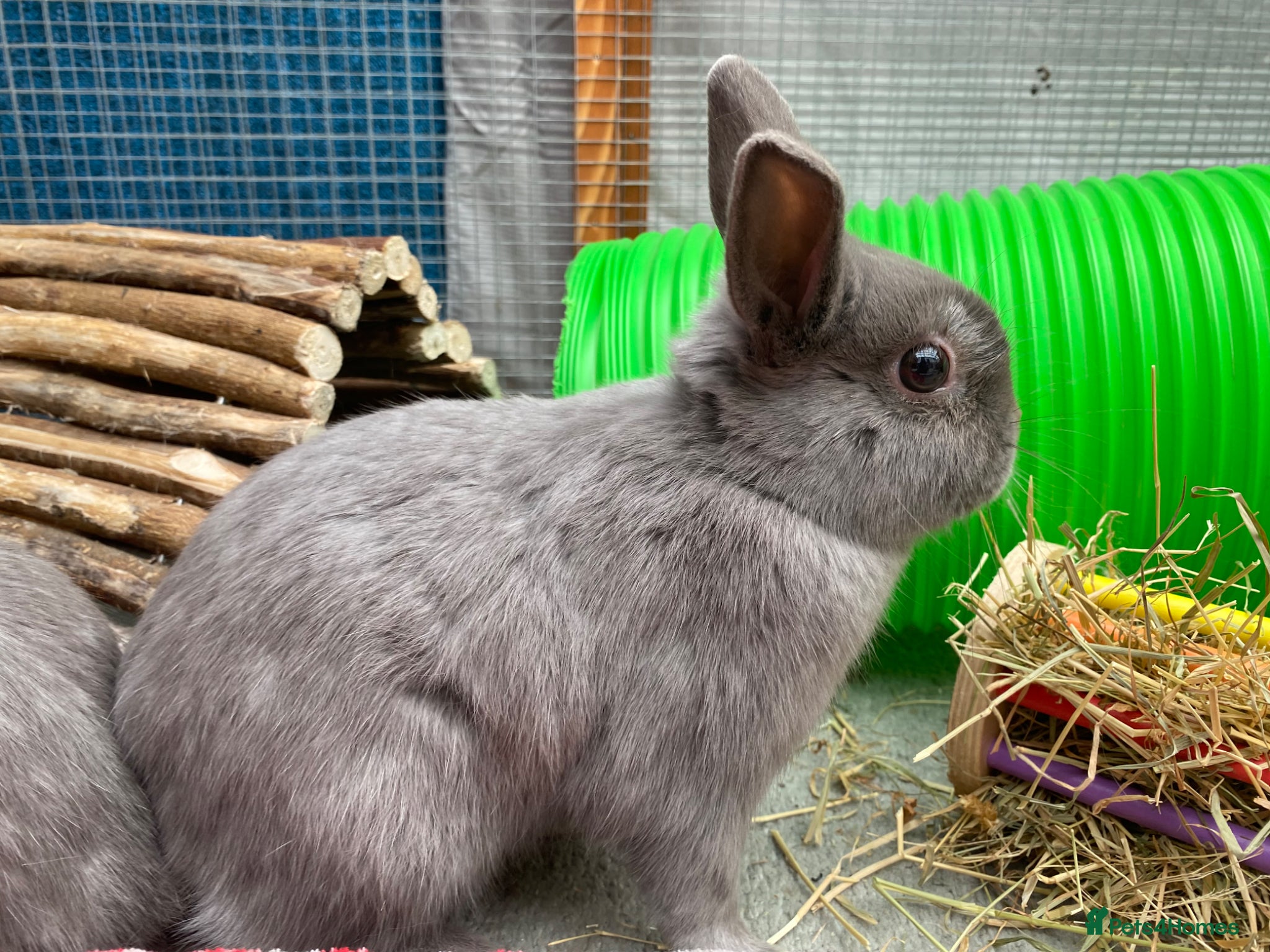 Netherland Dwarf rabbits Blue Netherland Dwarf Bunny - Advert 18