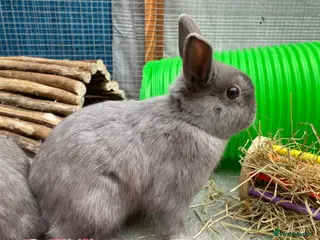 Netherland Dwarf rabbits Blue Netherland Dwarf Bunny - Advert 18