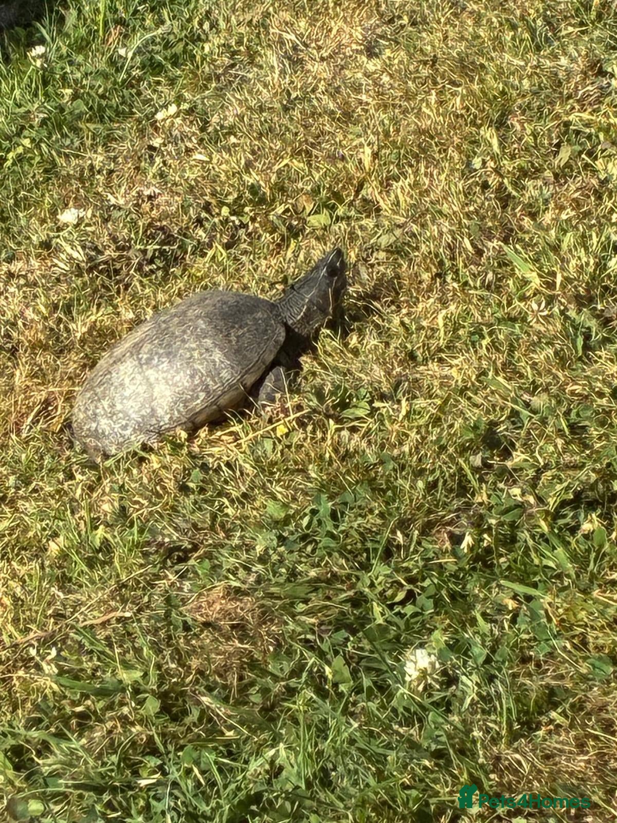 Turtle reptiles Musk turtle  - Advert 1