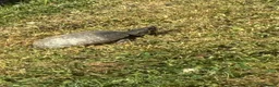 Turtle reptiles for sale: Musk turtle  - Advert 1