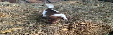 Jack Russell 2