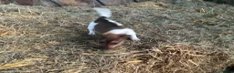 Jack Russell dogs for sale:  Tri coloured Jack Russel Pups! - Advert 16