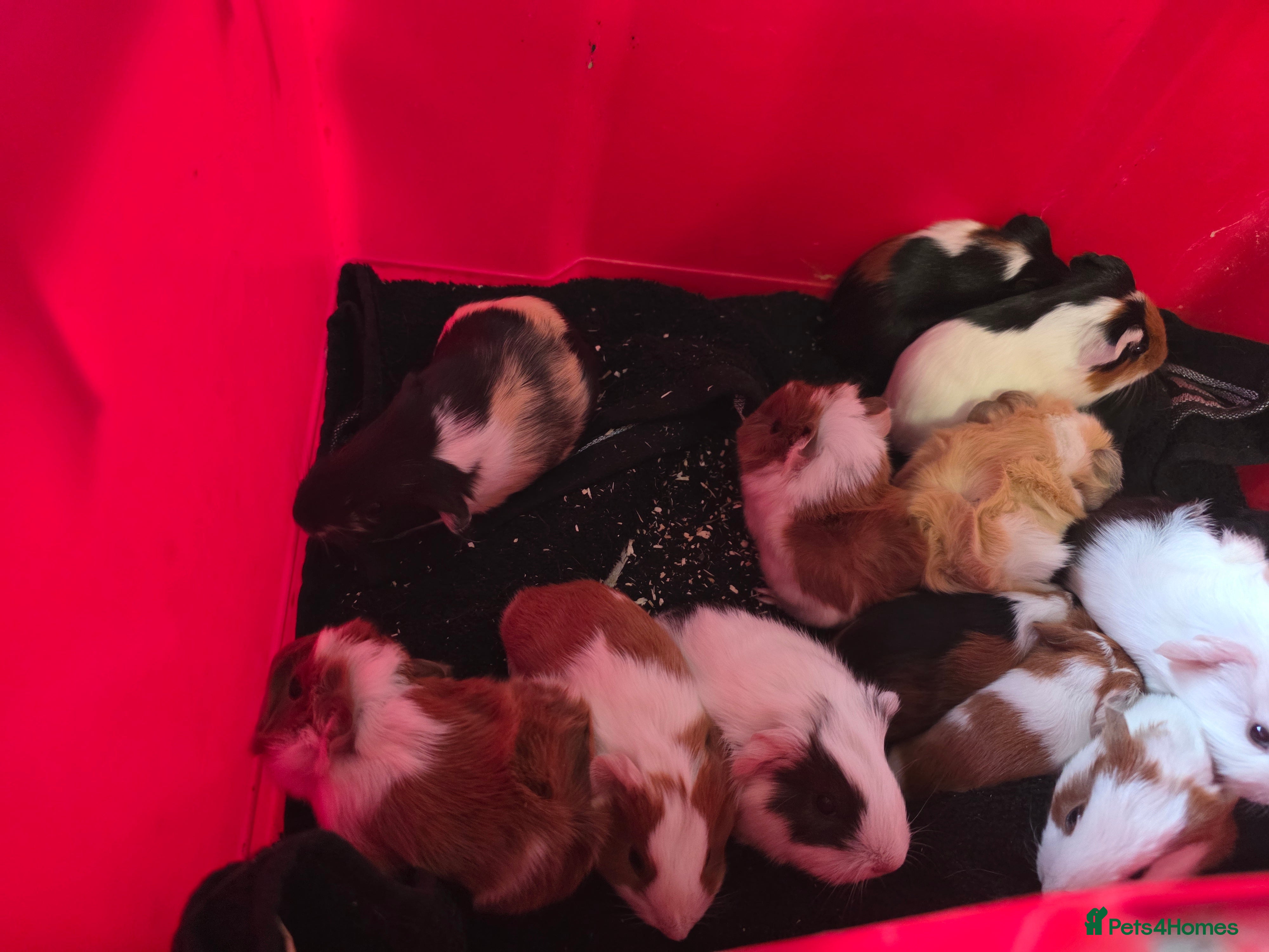 Guinea Pig rodents Baby guiena pigs ready in a few weeks  - Advert 2