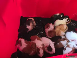 Guinea Pig rodents Baby guiena pigs ready in a few weeks - Advert 1