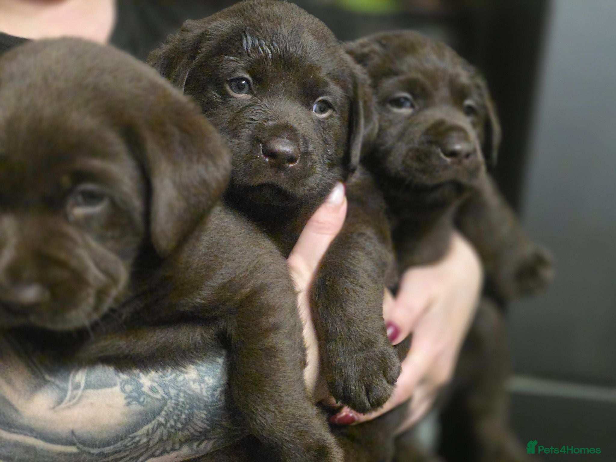 Labrador Retriever dogs For sale  - Advert 2