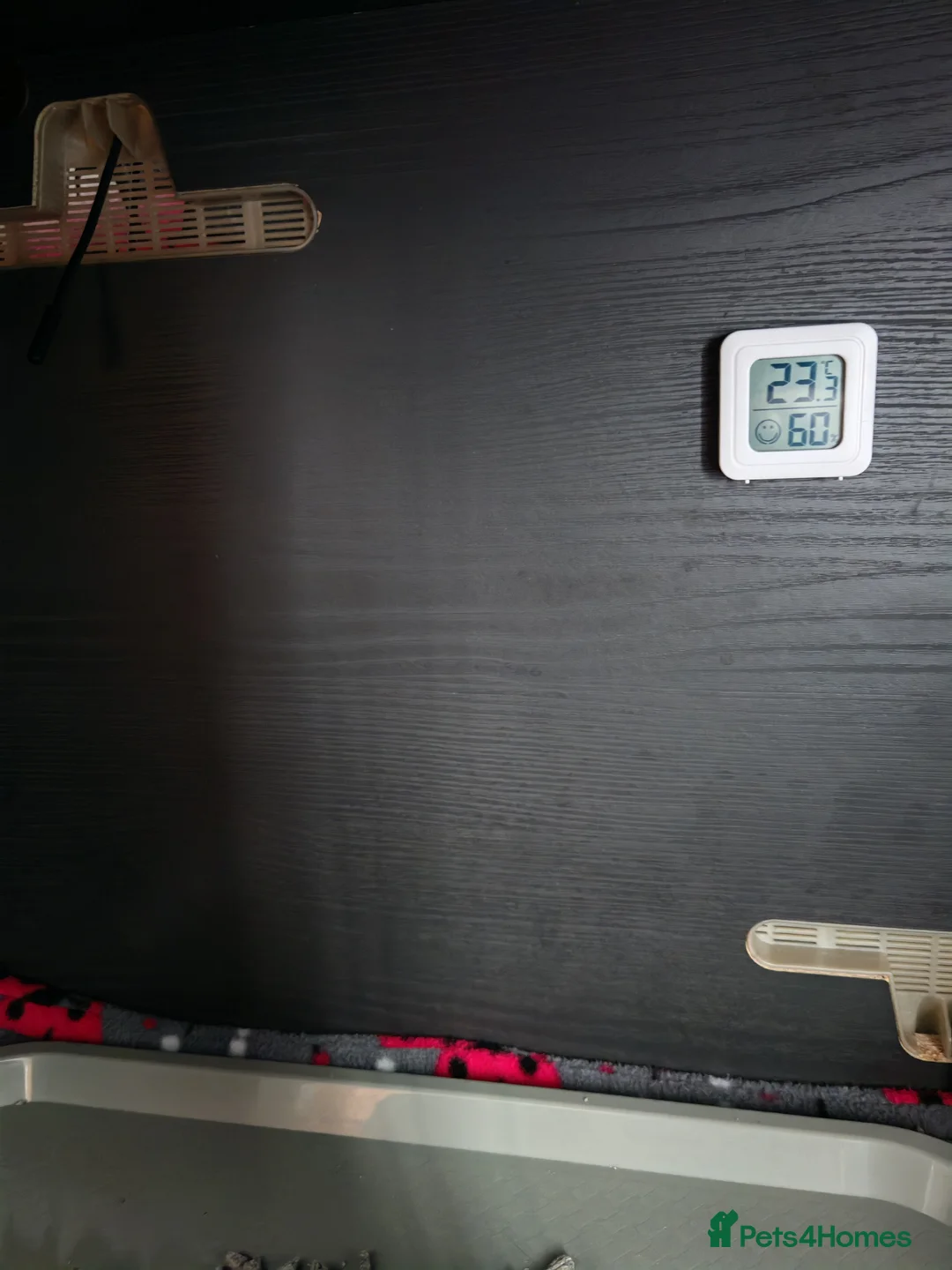 Pygmy Hedgehog rodents for sale: African Pygmy Hedgehog  - Advert 7