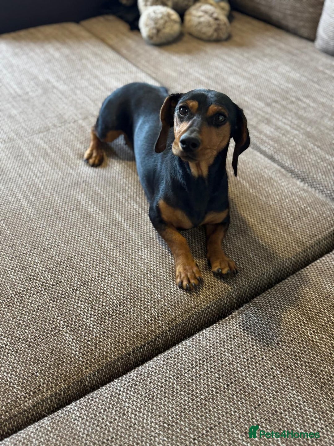 Mixed Breed dogs for adoption: Beautiful Mira needs a home - Advert 13