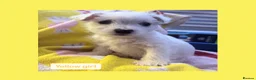 West Highland Terrier dogs for sale: West highland terriers - Advert 5