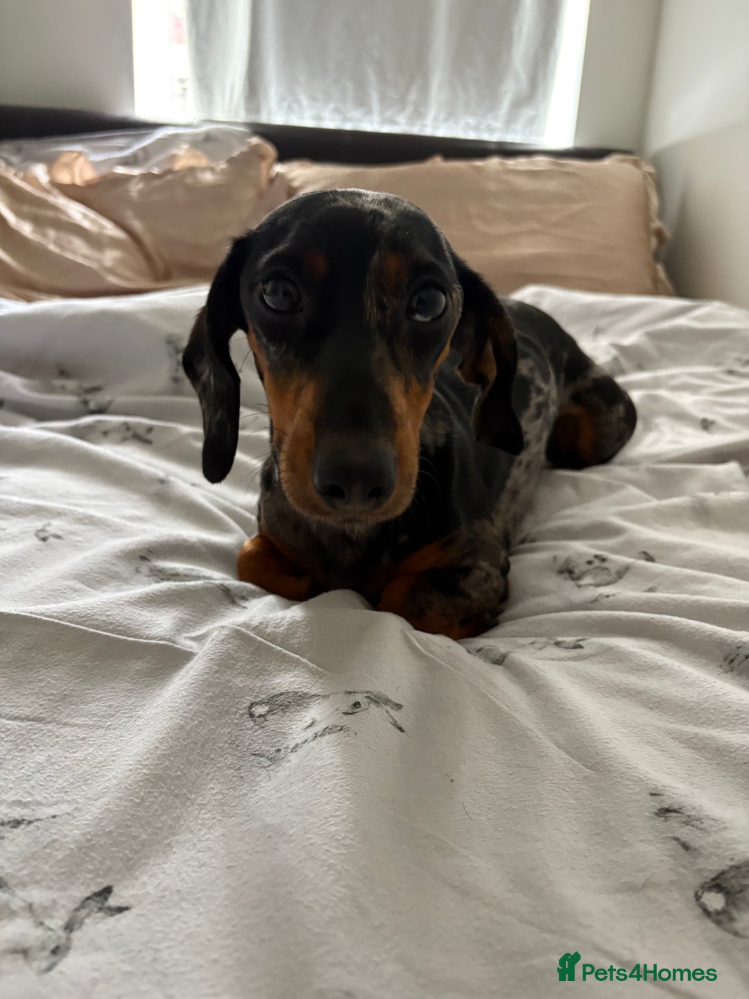 Dachshund dogs for sale: Mica needs a new home- (rehome) - Advert 5