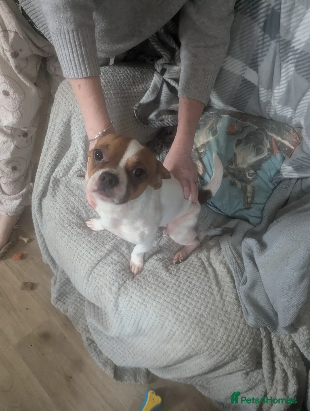 Jug dogs for sale: Jug(jack/pug)2years in Llangefni - Advert 1