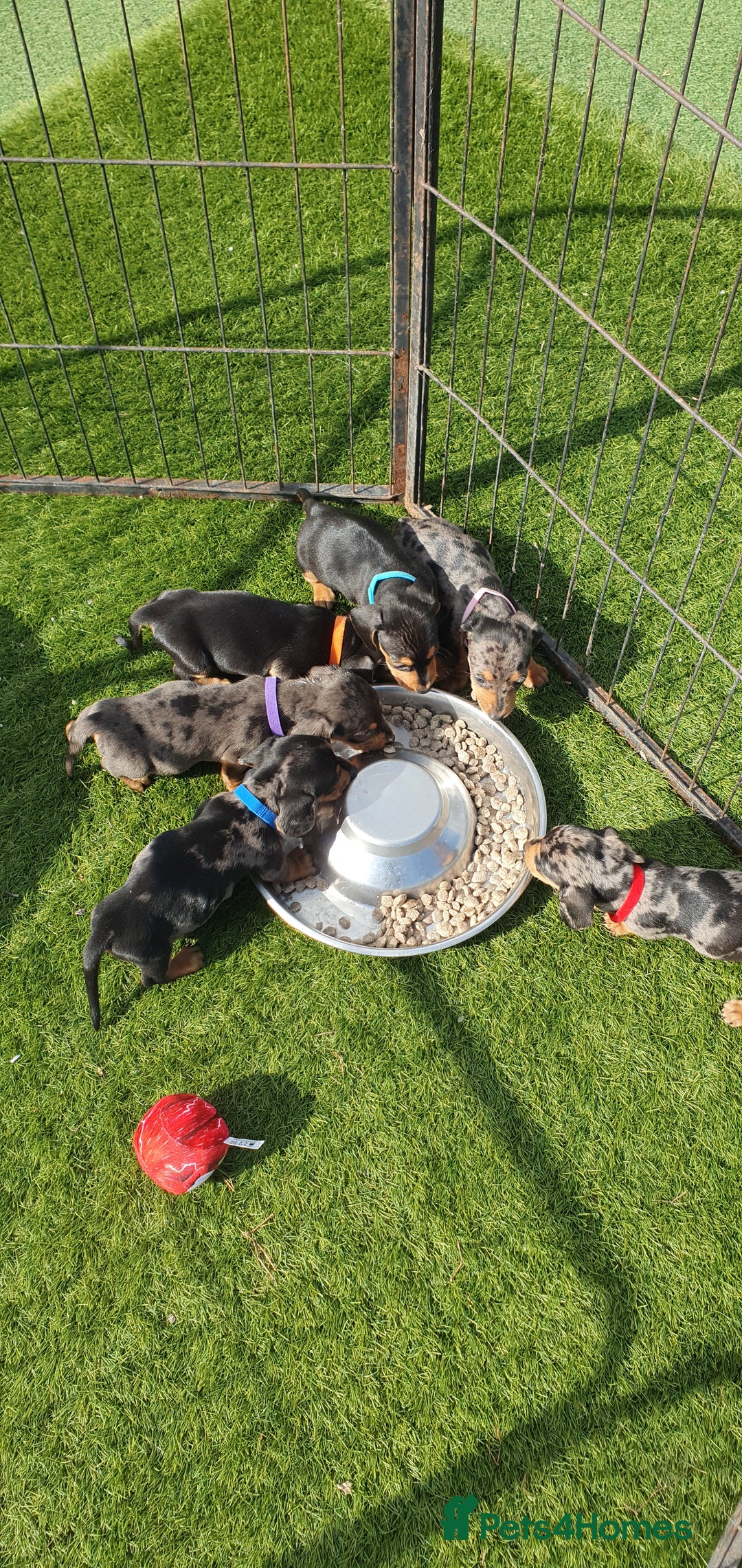 Dachshund dogs for sale: Xxx Beautiful dachshund puppies Xxx - Image 13