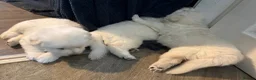 White Swiss Shepherd dogs for sale: Beautiful Swiss Shepherd puppies kc reg 1 boy left - Advert 10