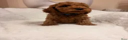 Cavapoo dogs for sale: Stunning Red F1b cavapoo puppies - Advert 30