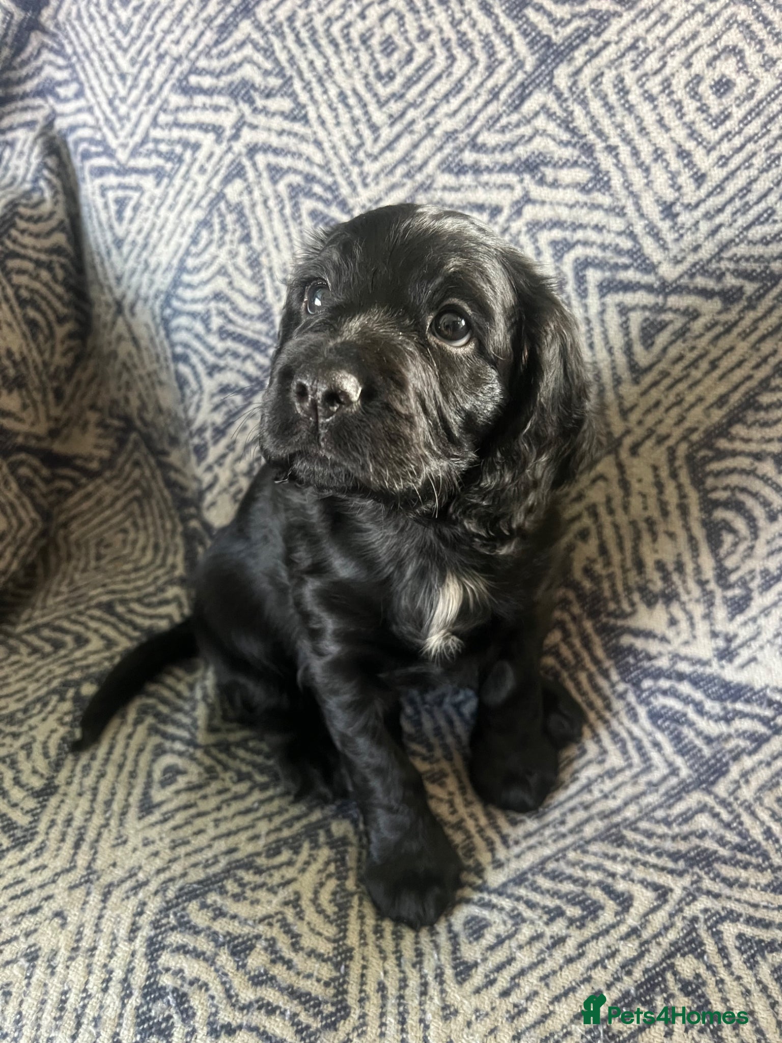 Sprocker dogs Beautiful sprocker pups for sale-Ready 9th May - Advert 1
