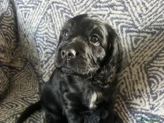 Sprocker dogs Beautiful sprocker pups for sale-Ready 9th May - Advert 1