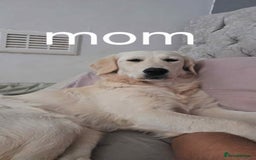 Mixed Breed dogs for sale: Beautiful goberians - Image 10