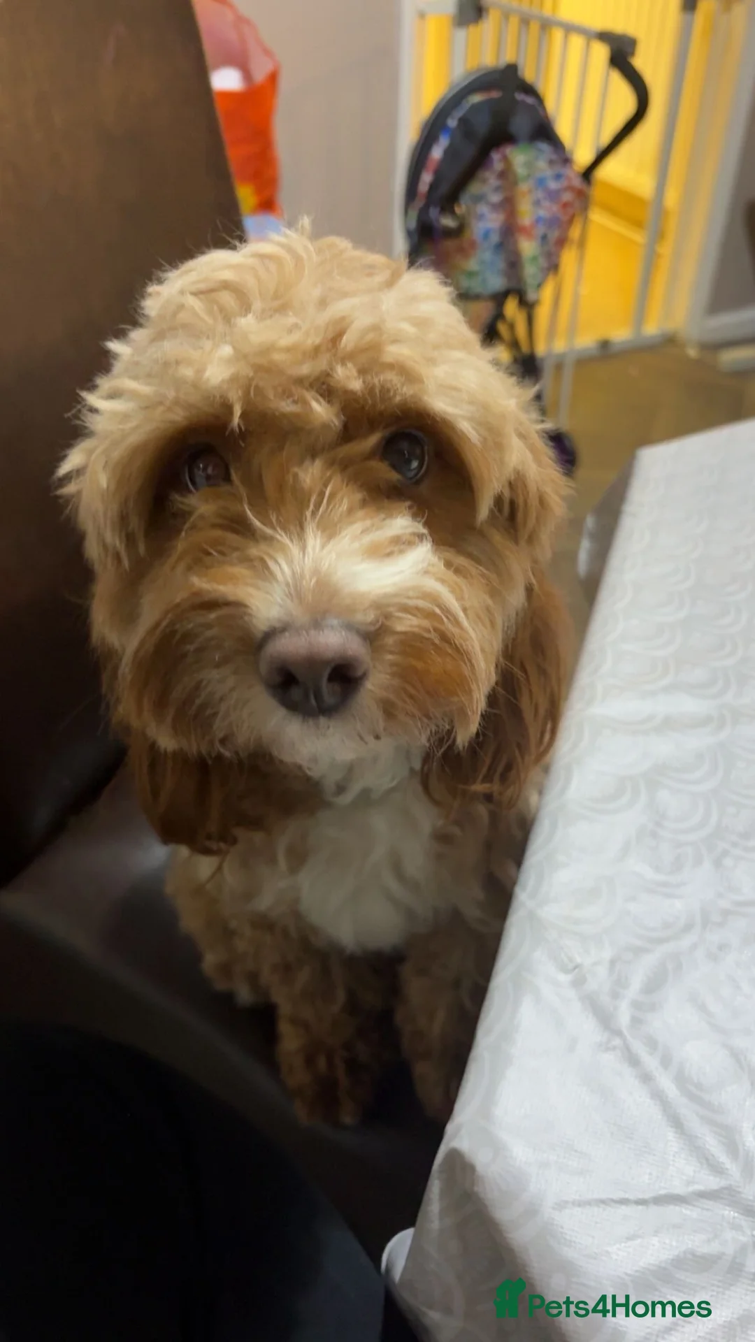 Cockapoo dogs for sale: Lovely little dog Available now - Advert 5