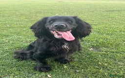 Cocker Spaniel dogs for sale: Extremely well bred KC Cocker Spaniel puppies  - Image 11