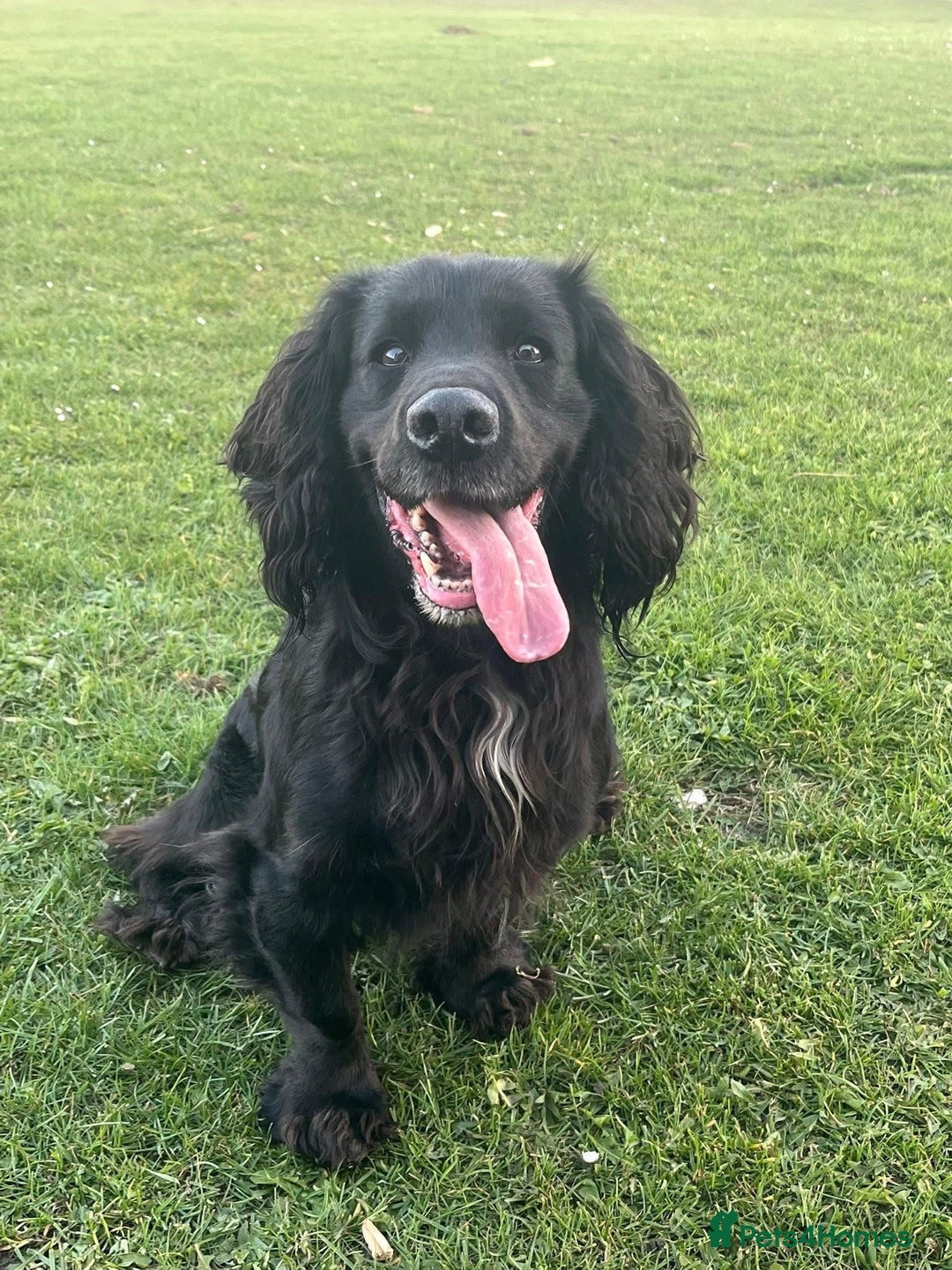 Cocker Spaniel dogs for sale: Extremely well bred KC Cocker Spaniel puppies  - Image 11