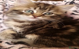 Perdoll cats for sale: Perdoll Kittens 1 boy left ready now - Image 6
