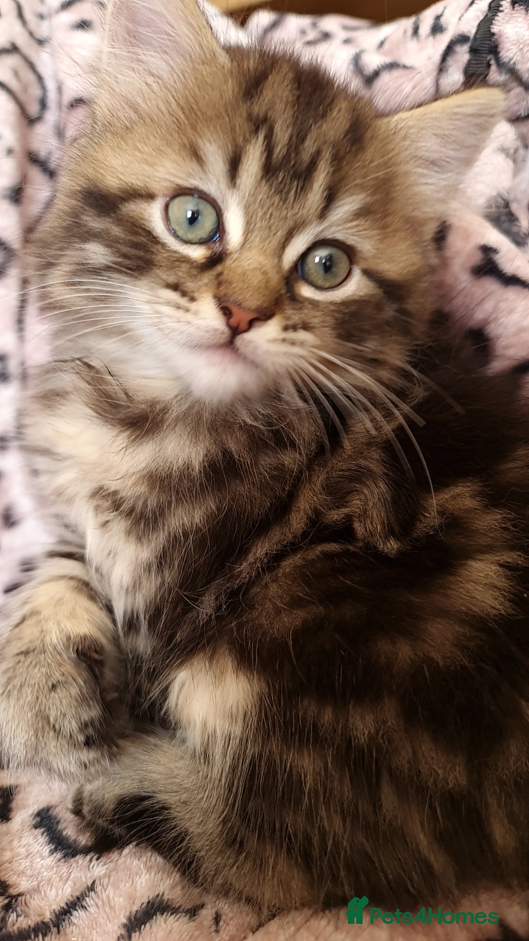 Perdoll cats for sale: Perdoll Kittens 1 boy left ready now - Image 6