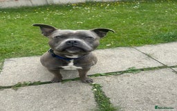 Staffordshire Bull Terrier dogs for stud: Kingston: Staffy cross stud  in Ilford - Image 1