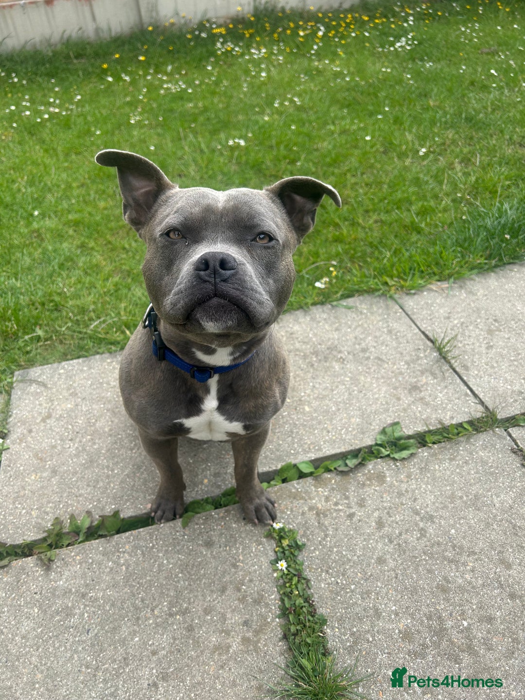 Staffordshire Bull Terrier dogs for stud: Kingston: Staffy cross stud  in Ilford - Image 1