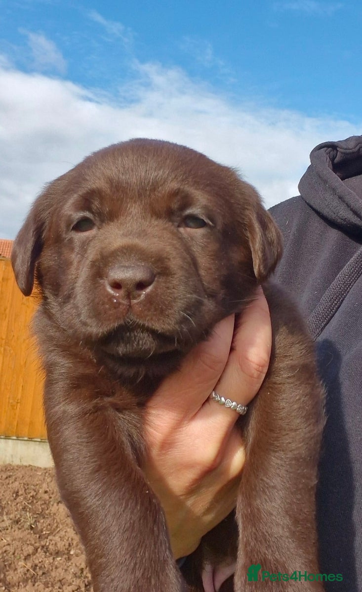 Labrador Retriever dogs Chunky Labrador Puppies Chocolate / Yellow - Advert 1