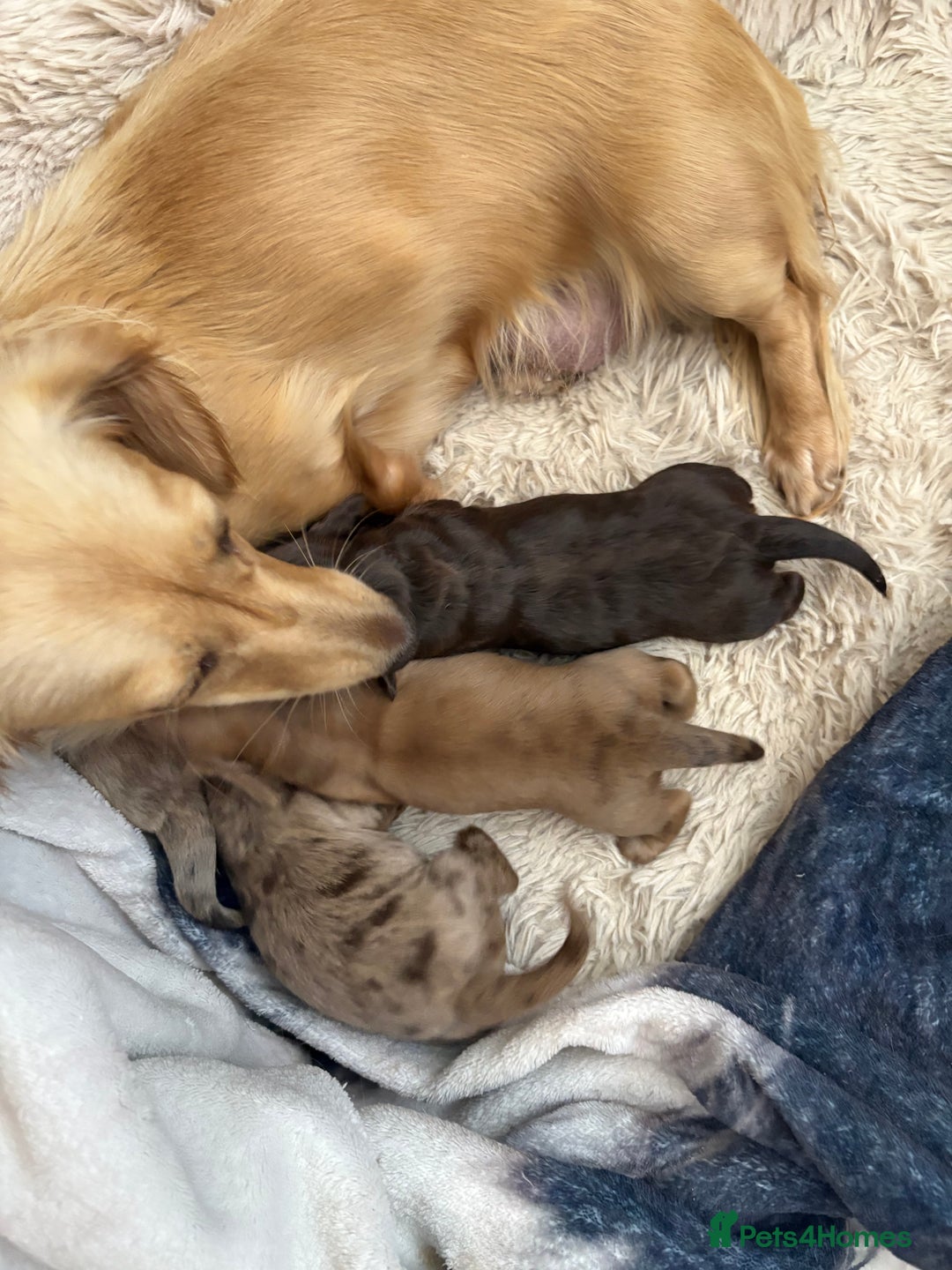 Dachshund dogs for sale: Miniature long haired dachshund pups KC registered - Image 6