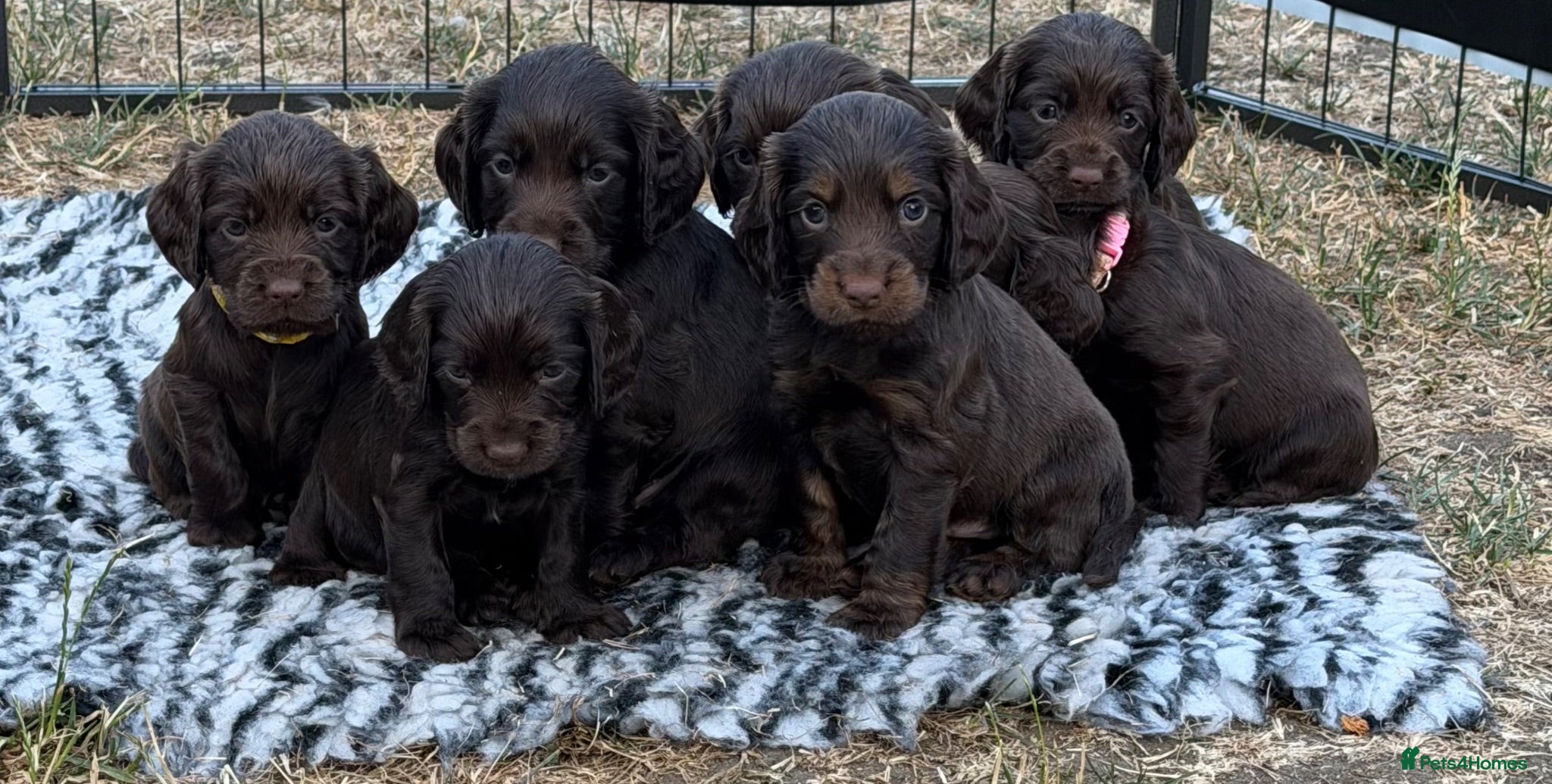 Cocker Spaniel dogs Extensively health tested working cocker spaniels  - Advert 2