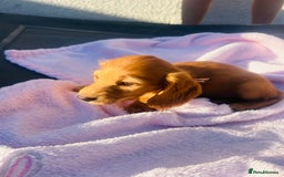 Miniature Dachshund dogs for sale: ⭐️Last two⭐️Long Hair KC Reg miniature Dashunds  - Image 17