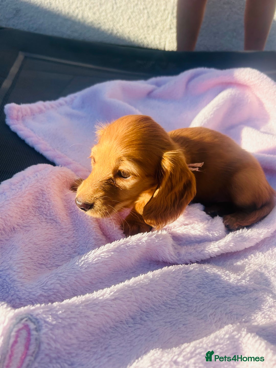Miniature Dachshund dogs for sale: ⭐️Last two⭐️Long Hair KC Reg miniature Dashunds  - Image 17