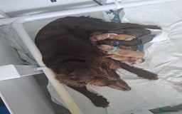 Cocker Spaniel dogs for stud: KC Reg, health tested Working cocker Spaniel in Barnsley - Image 12